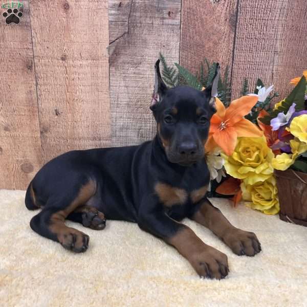 ELECTRA, Doberman Pinscher Puppy